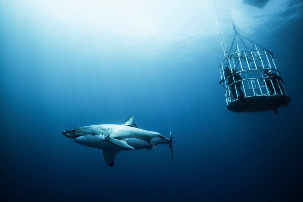 Great shark investigating cage divers, Guadalupe Island, Mexico
