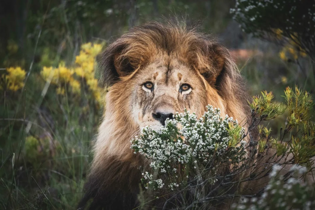 Garden route and Karoo Adventure Tour