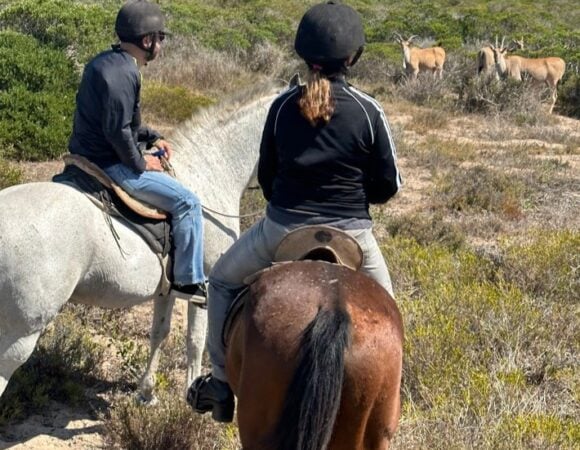 Horse Riding