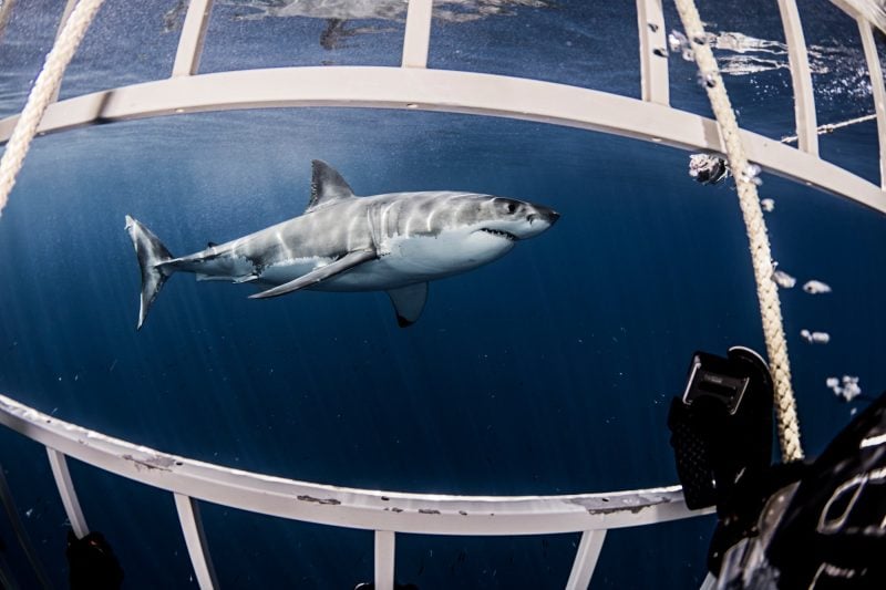 underwater-side-view-of-great-white-shark-from-shark-cage.jpg